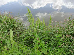 Image de Rumex stenophyllus Ledeb.