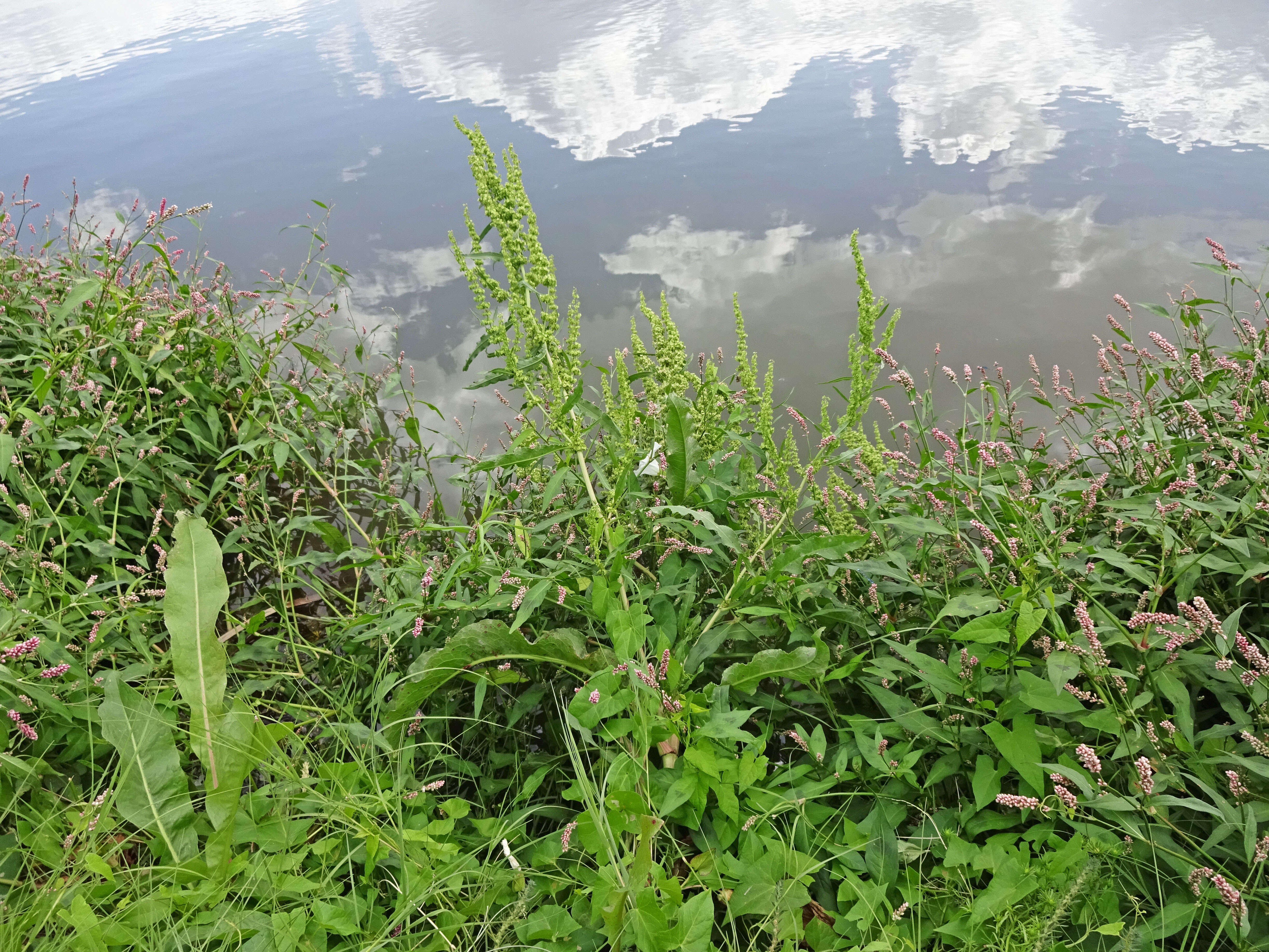 Image de Rumex stenophyllus Ledeb.