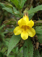 Image of Hemichaena fruticosa Benth.