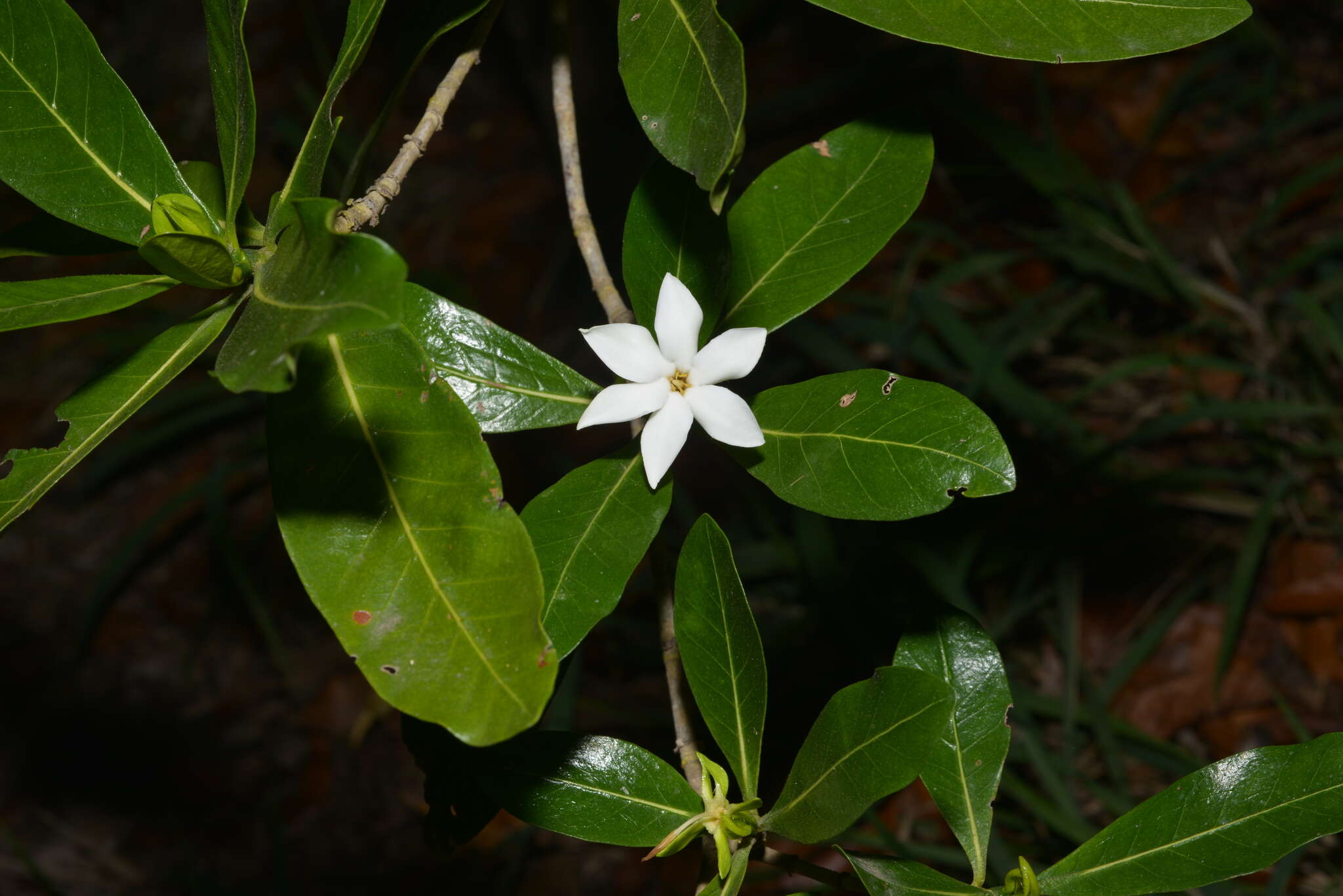 Image of Gardenia urvillei Montrouz.