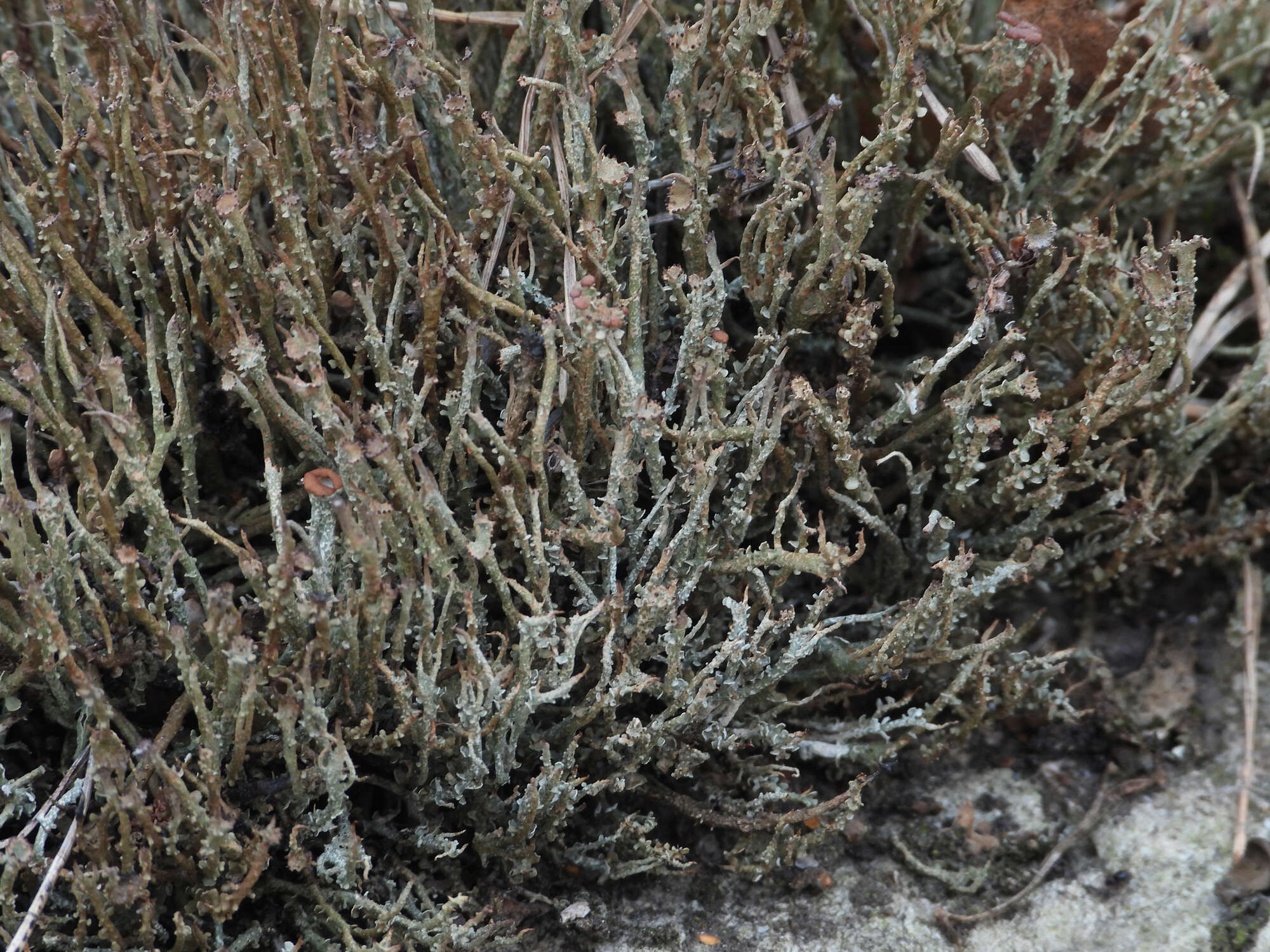 Image of cup lichen