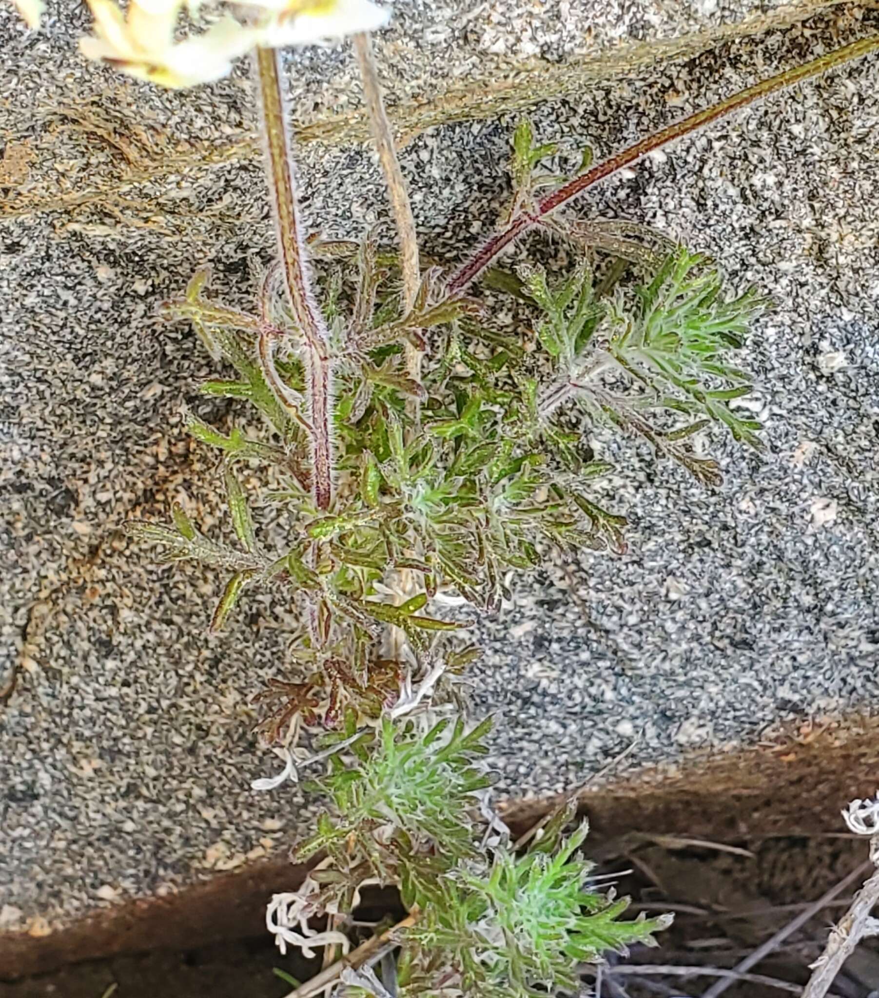 Imagem de Glandularia sulphurea (D. Don) Schnack & Covas