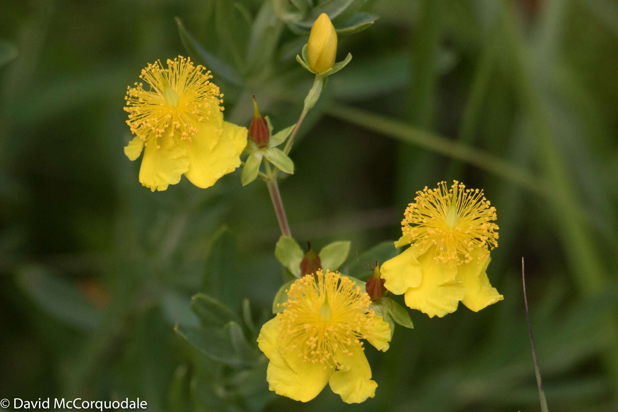 صورة Hypericum kalmianum L.