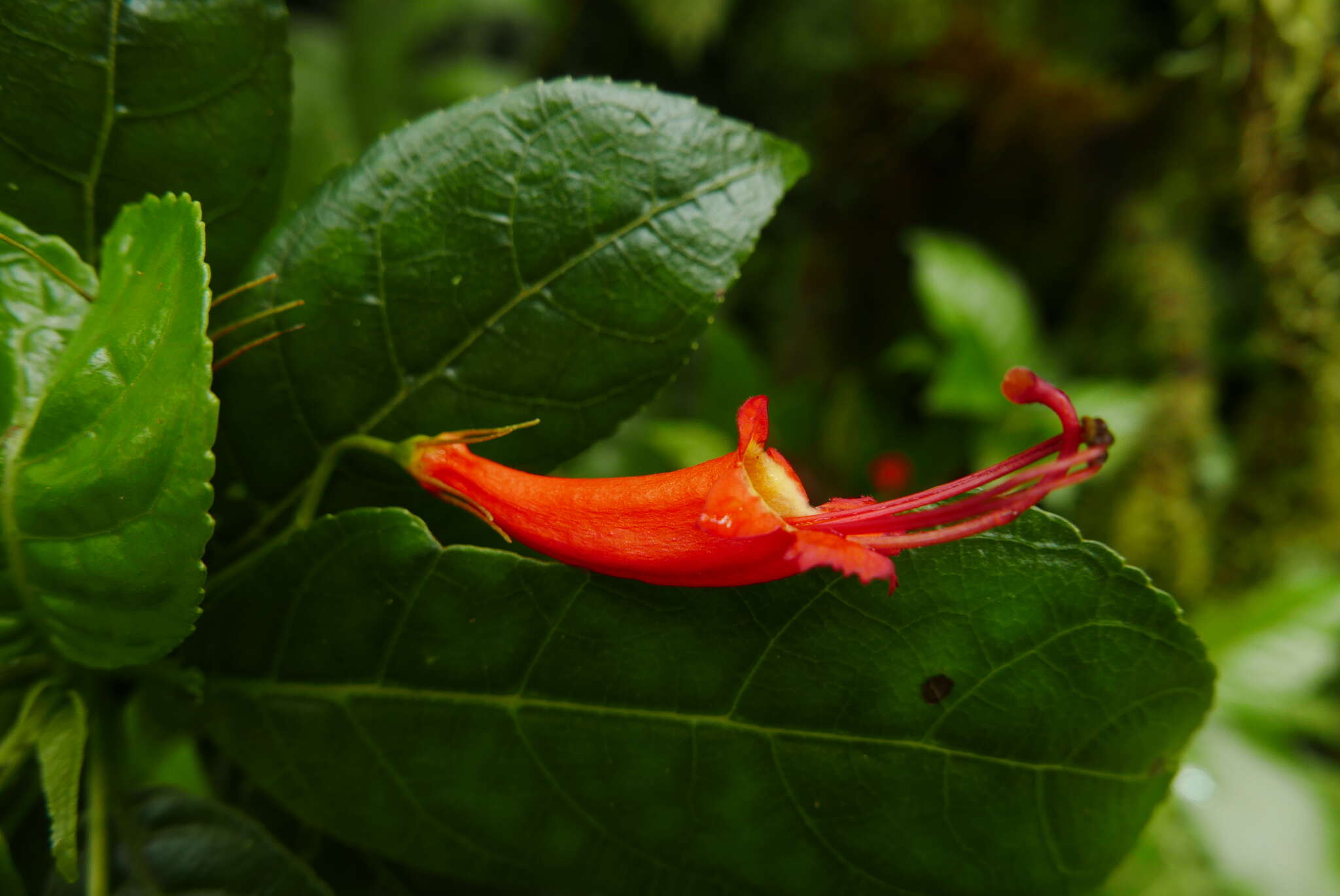 Image of Gesneria ventricosa Sw.