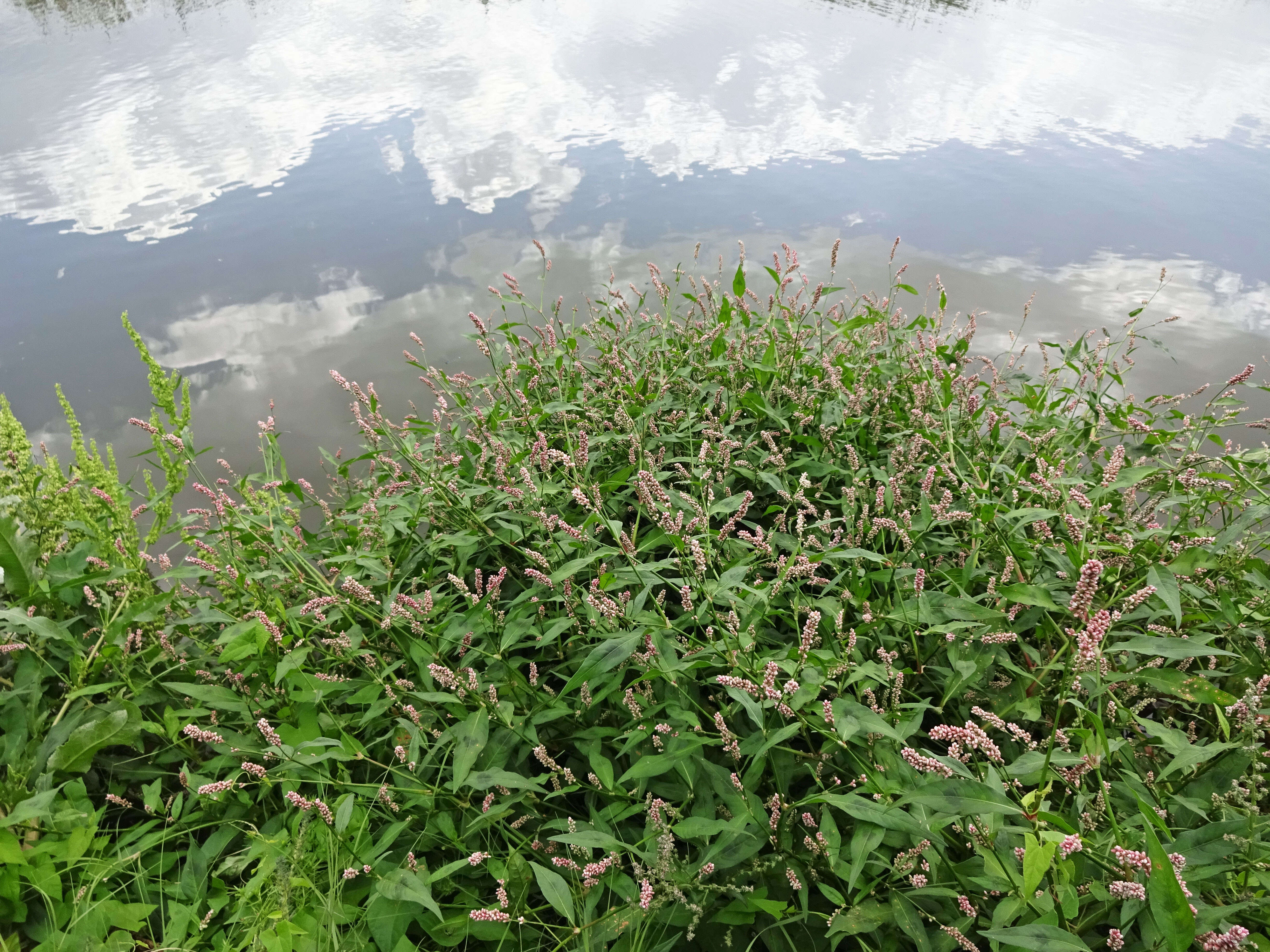 Image of Redshank