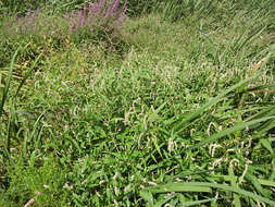 Image of Dock-Leaf Smartweed