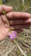 Image of coastal plain false foxglove