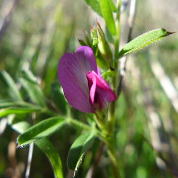 Image of garden vetch