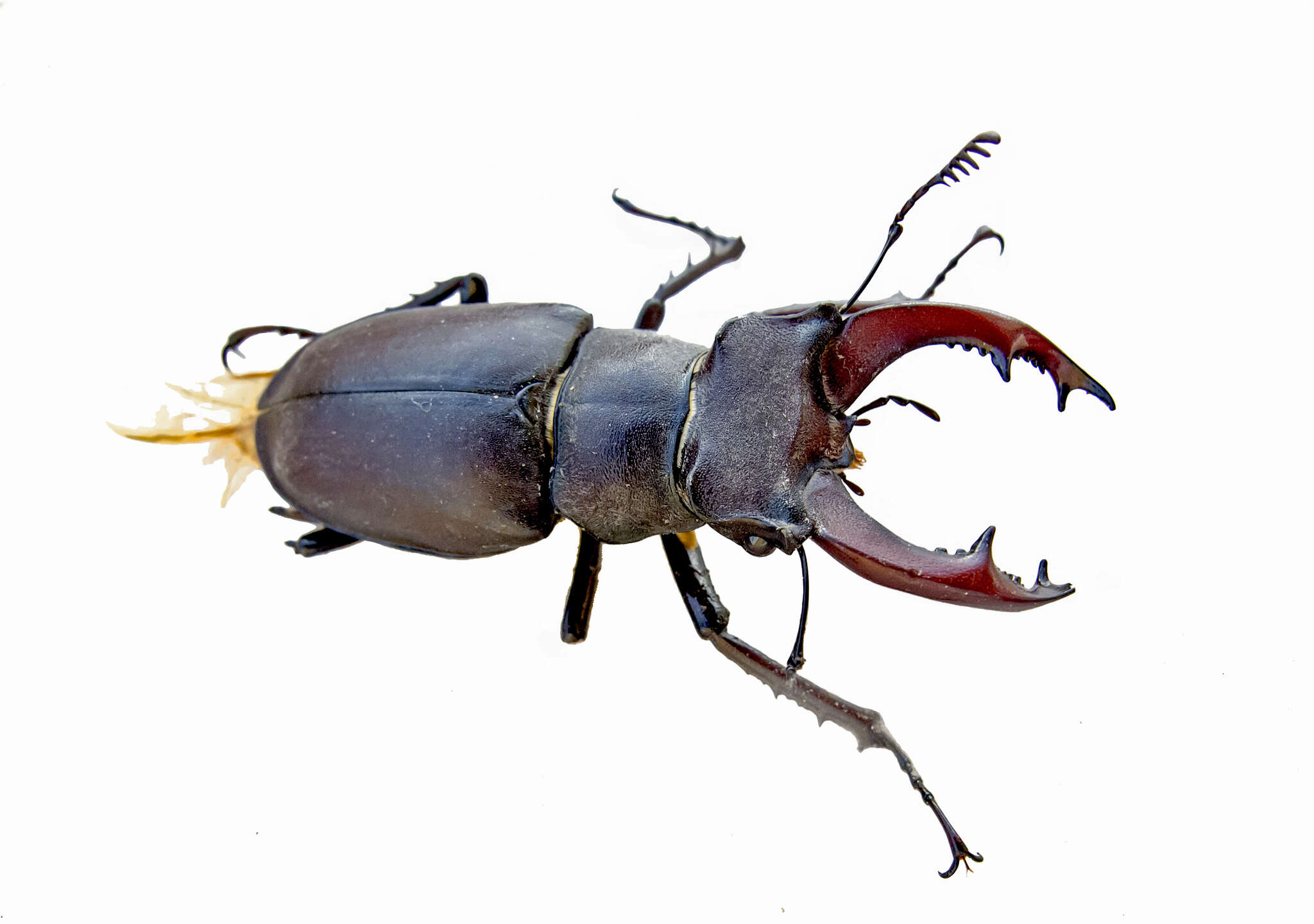 Image of <i>Lucanus cervus turcicus</i>