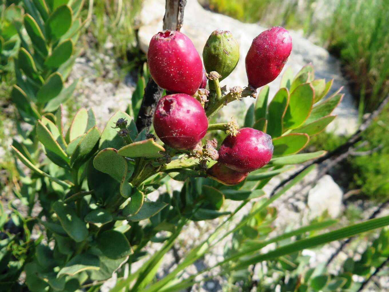 Image of Osyris speciosa (A. W. Hill) J. C. Manning & P. Goldblatt