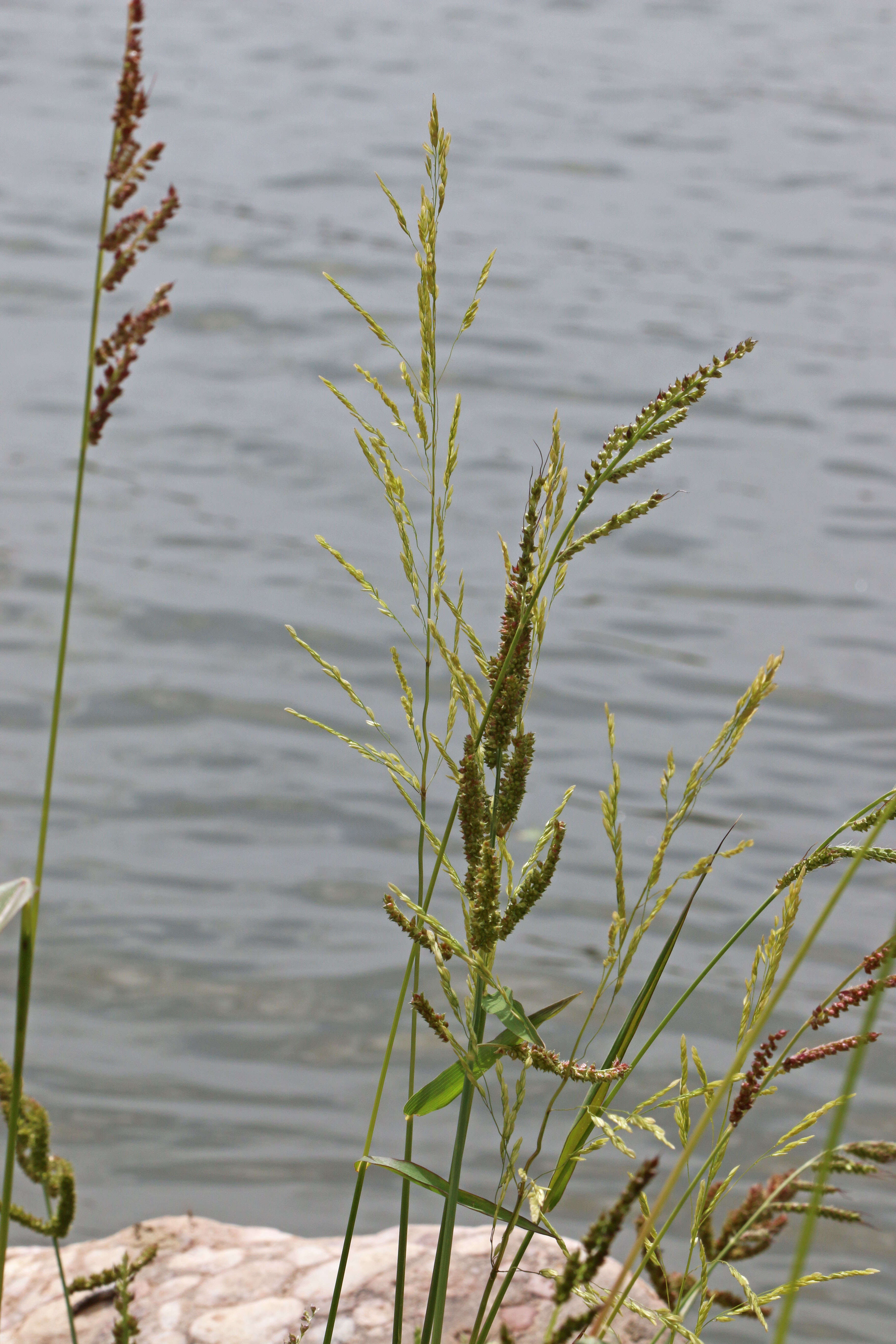 Image of Cut-grass