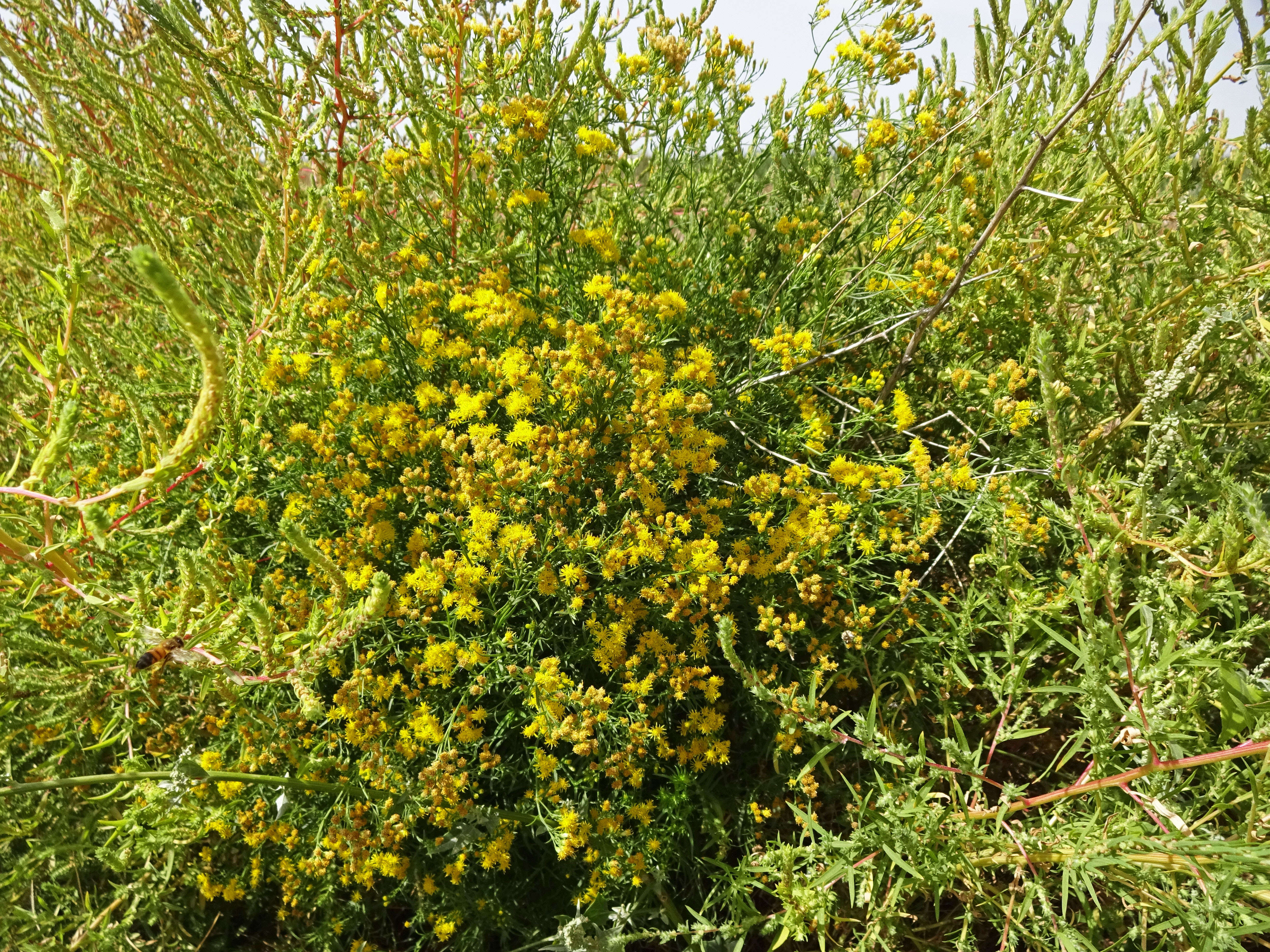 Plancia ëd Euthamia occidentalis Nutt.