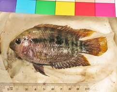 Plancia ëd Herotilapia multispinosa (Günther 1867)