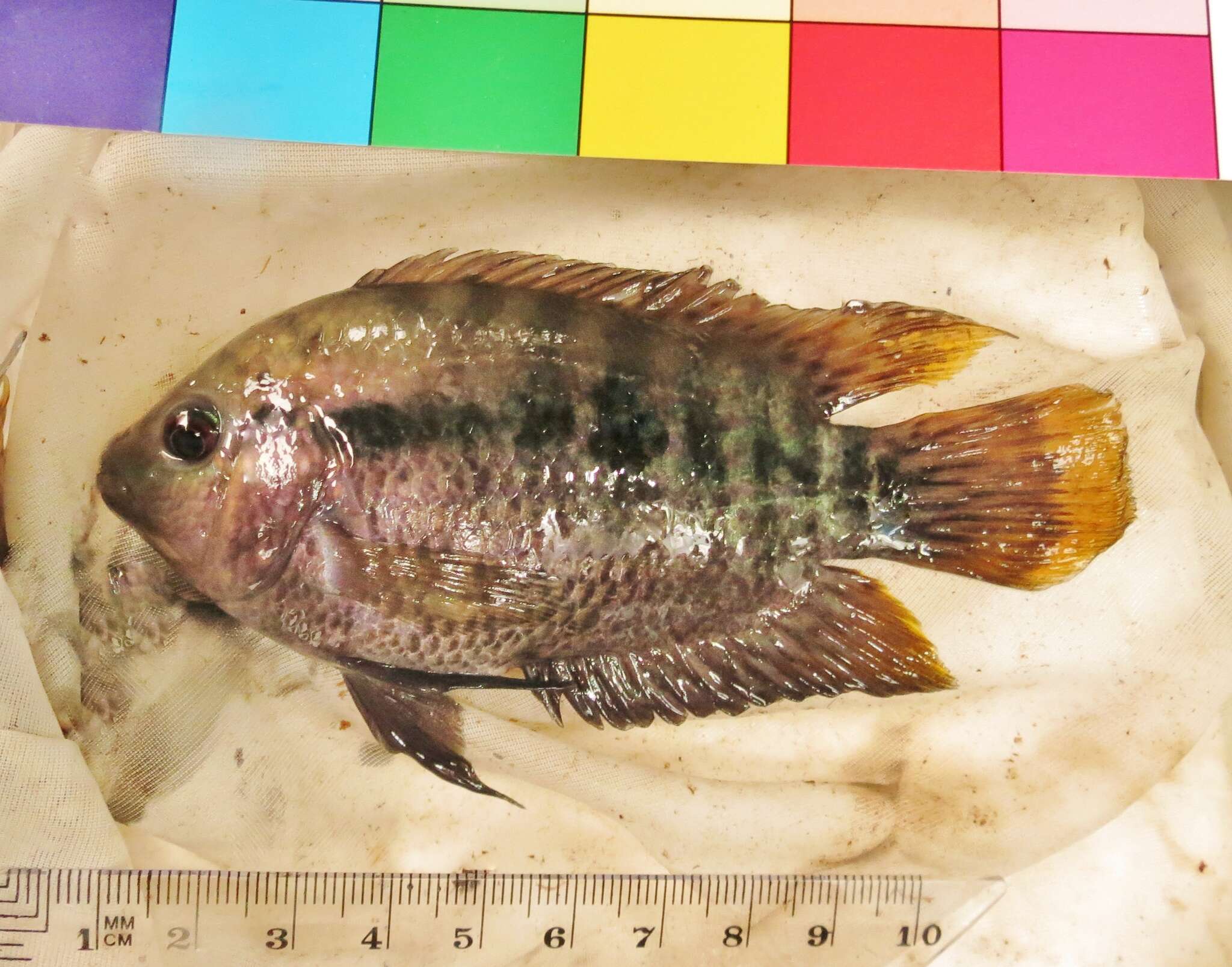 Image of Rainbow cichlid