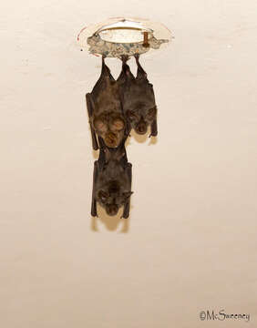 Image of Hildebrandt's Horseshoe Bat -- Hildebrandt's Horseshoe Bat