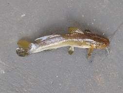 Image of Catfish