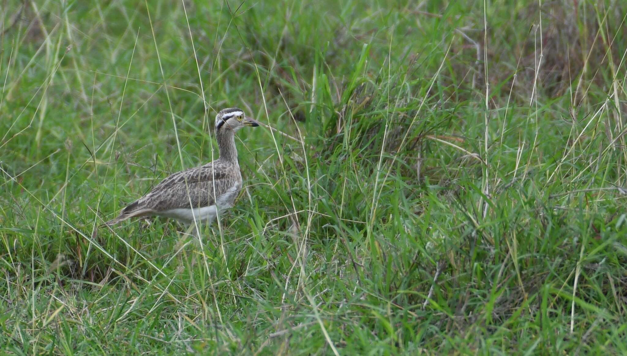 Image of Double-striped Thick-knee