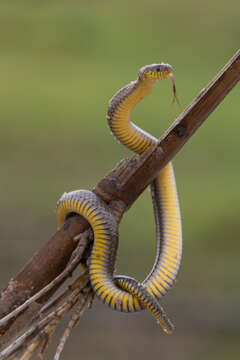 Image of Olive Marsh Snake