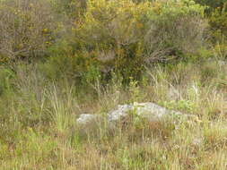 Image of Stipa austroitalica Martinovský