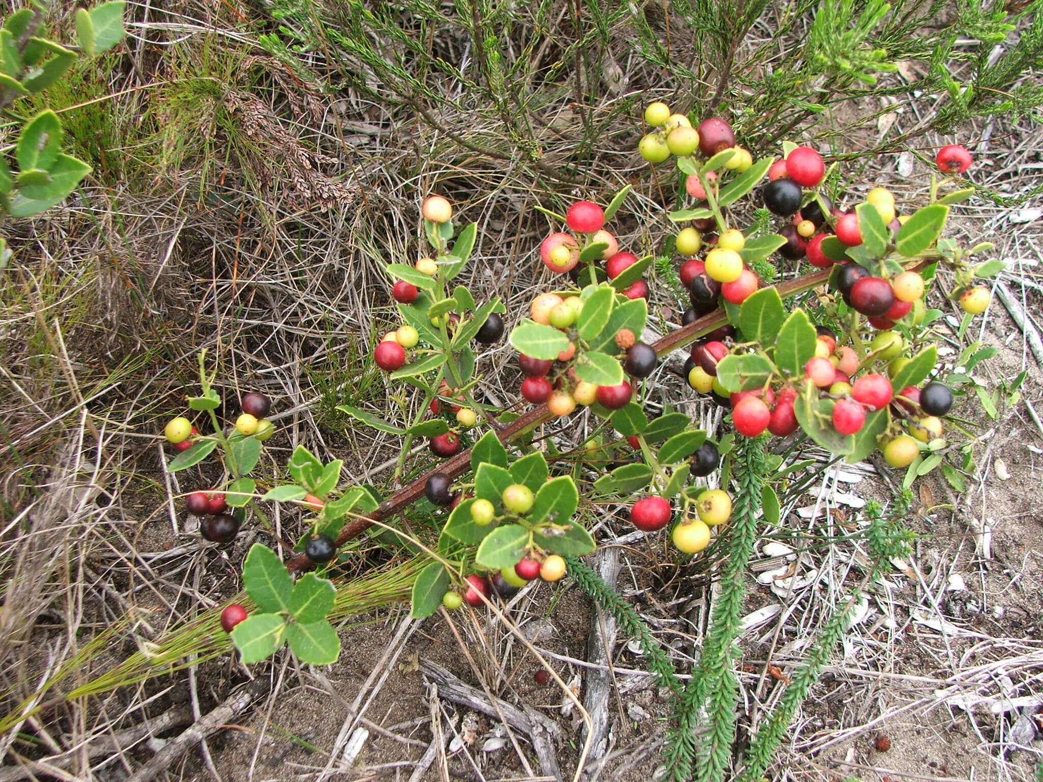 Image de Lauridia tetragona (L. fil.) R. H. Archer