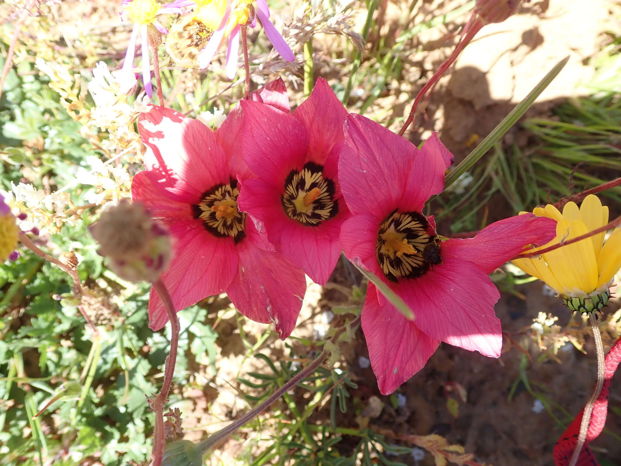 Image of Romulea pudica (Sol. ex Ker Gawl.) Baker