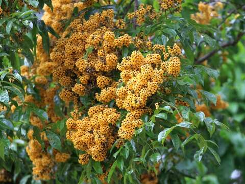 Image of Pterocarpus violaceus Vogel