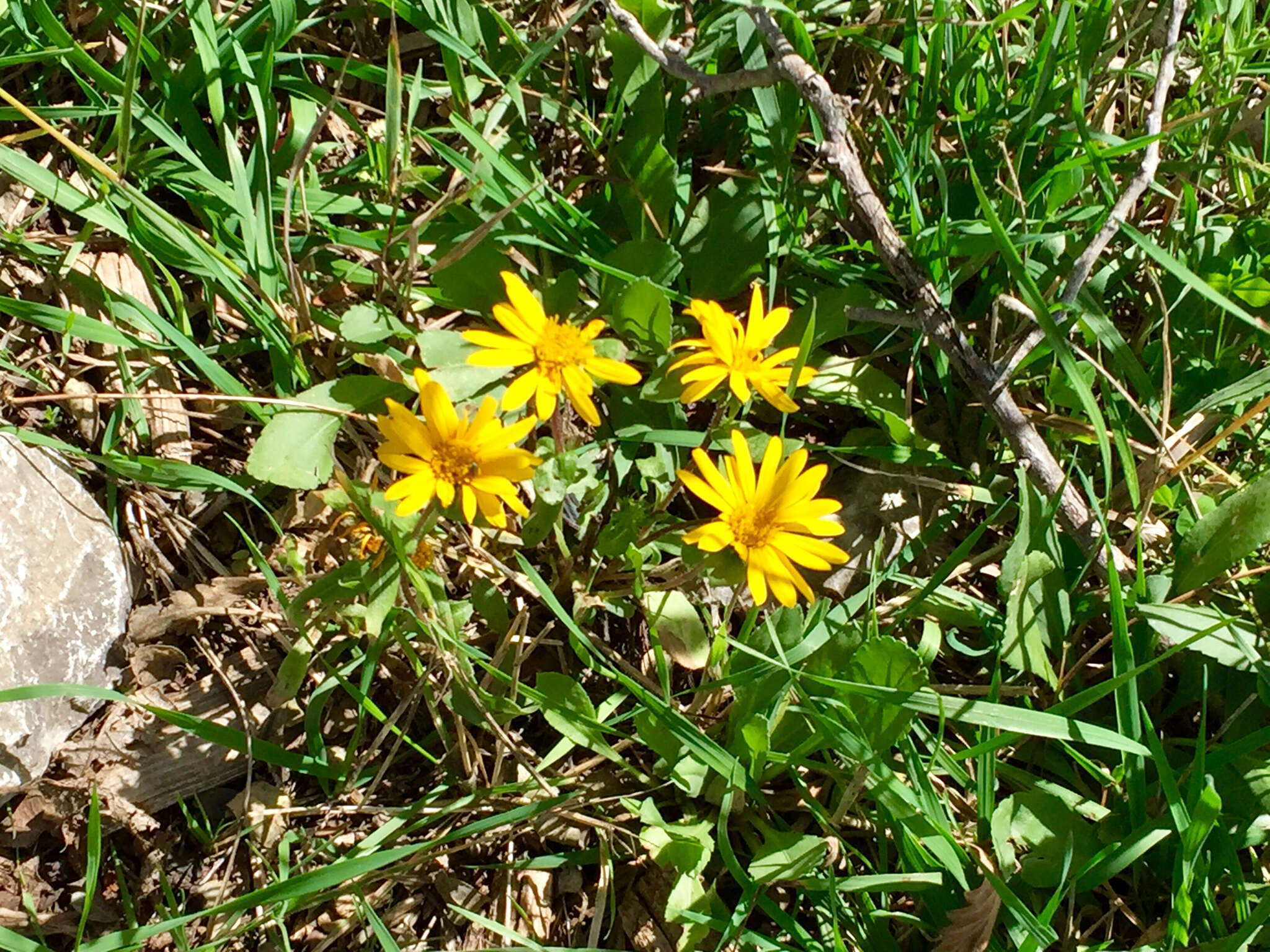 Image of rough gumweed