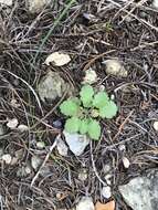 Image of splitleaf gilia