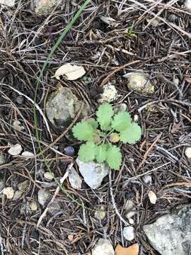 Image of splitleaf gilia