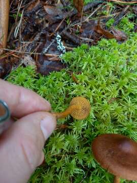 Image of Cortinarius croceus (Schaeff.) Gray 1821