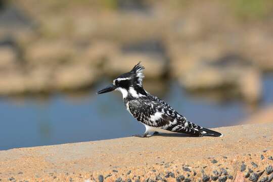 صورة Ceryle rudis rudis (Linnaeus 1758)