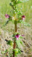 Image of Small-Flower Lousewort