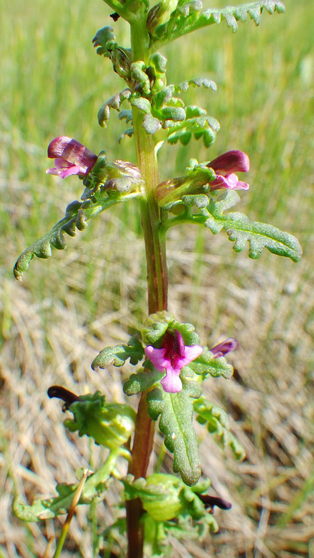 Image of Small-Flower Lousewort