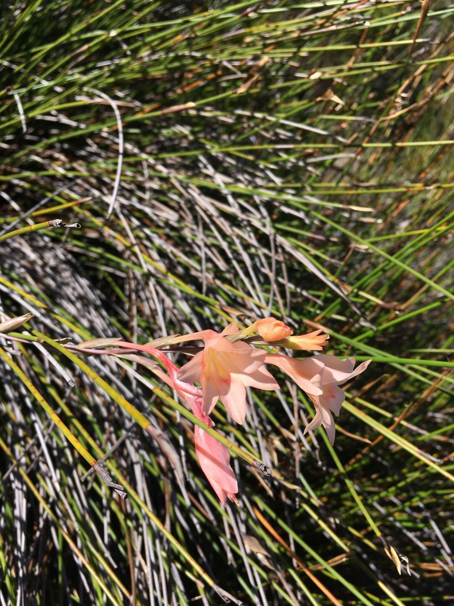 Gladiolus monticola Goldblatt & J. C. Manning resmi