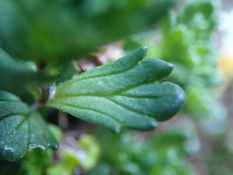 Image of Euphrasia petriei Ashwin