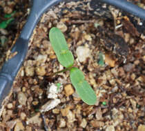 Image of rocky mountain sumac