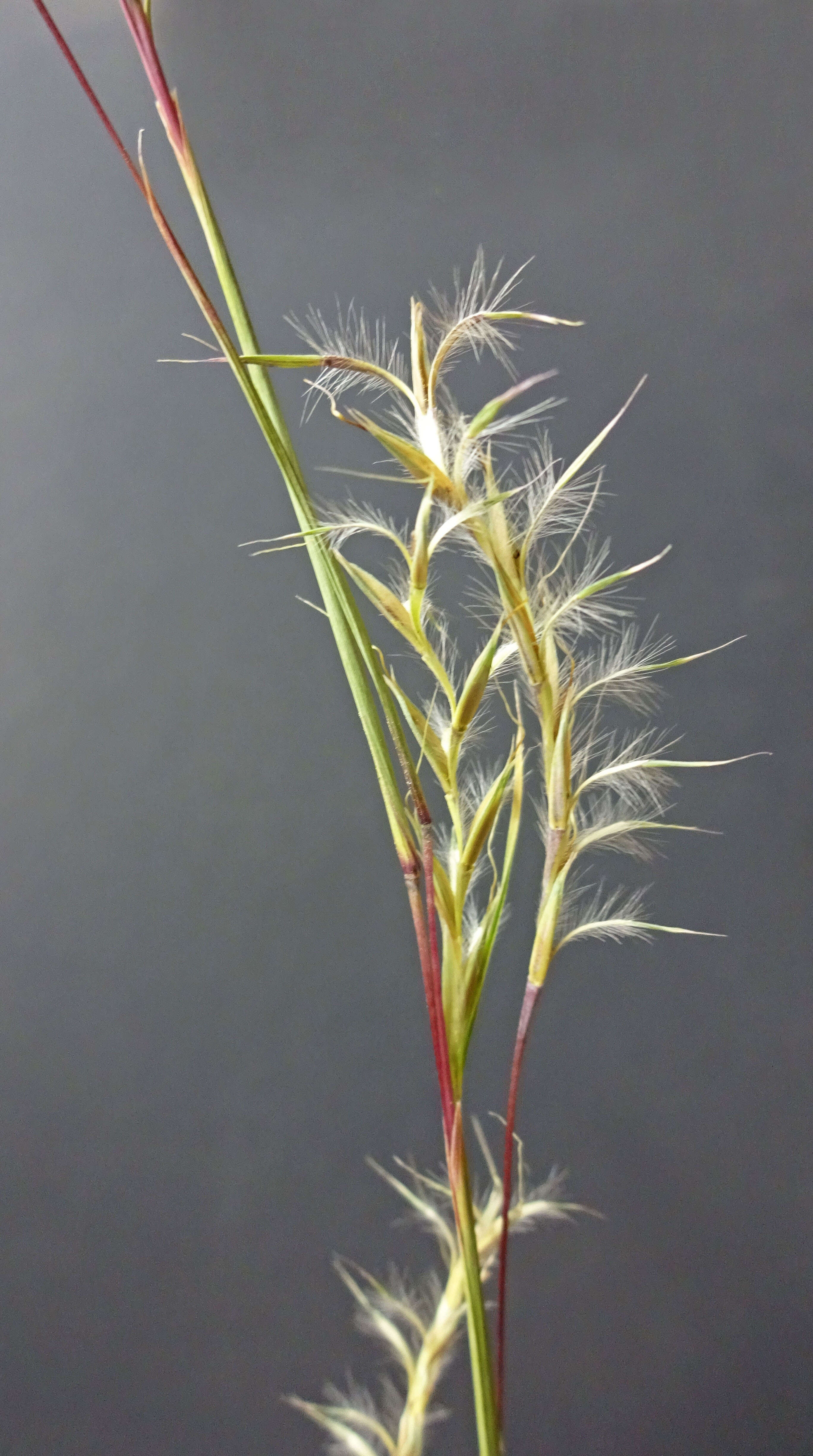 Image de Schizachyrium scoparium (Michx.) Nash