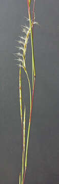 Image de Schizachyrium scoparium (Michx.) Nash