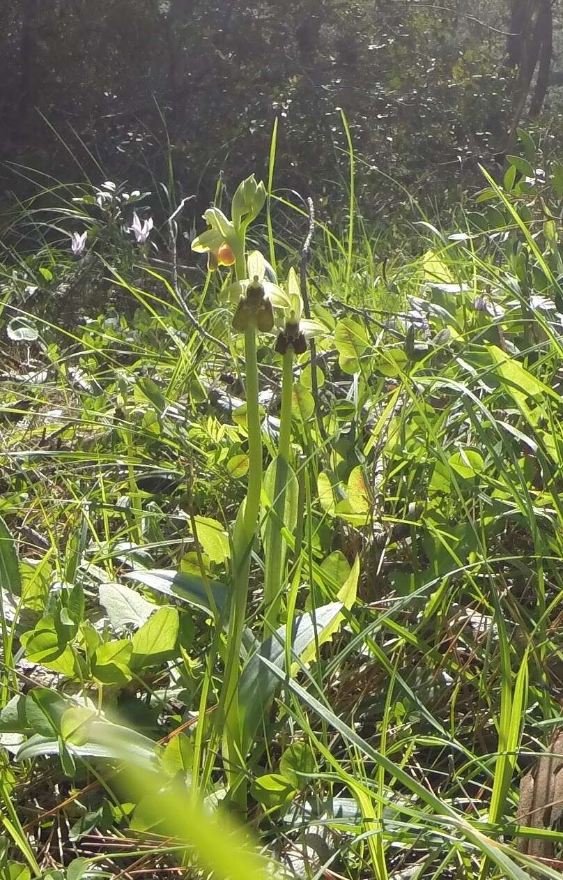 Image of Ophrys fuciflora subsp. bornmuelleri (M. Schulze) B. Willing & E. Willing