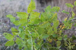 صورة Solanum cardiophyllum Lindl.