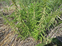 Image of Common Nettle