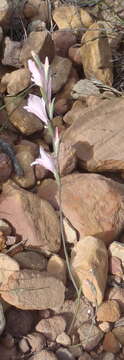 Image of Gladiolus brevifolius Jacq.