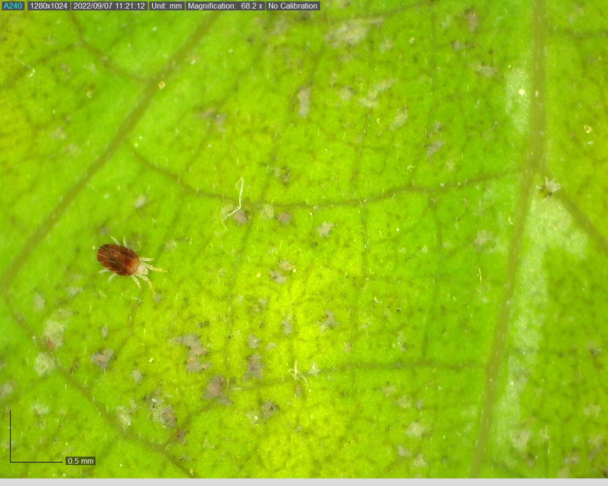 Image of Two-spotted spider mite