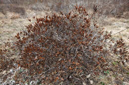 Image of Rhododendron mucronulatum subsp. sichotense (Pojark.) A. Khokhr.