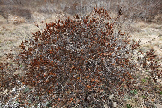 Image of Rhododendron mucronulatum subsp. sichotense (Pojark.) A. Khokhr.