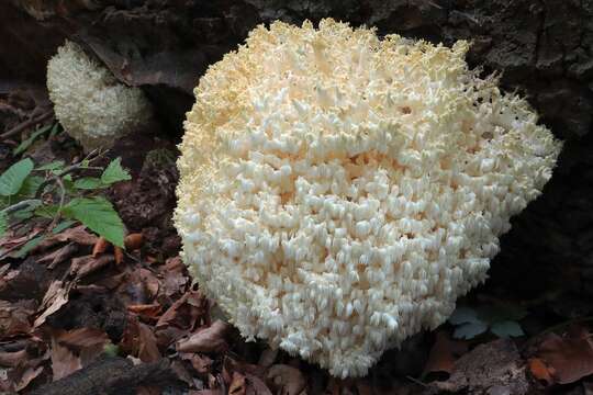 Image de Hericium clathroides (Pall.) Pers. 1797