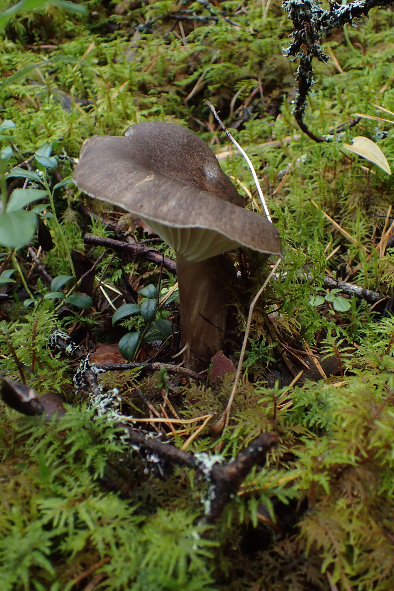 Image de Hygrophore à lamelles arquées