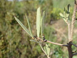 Image of Gymnosporia linearis subsp. lanceolata (E. Mey. ex Sond.) Jordaan