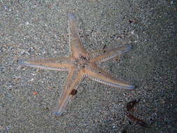 Image of Astropecten platyacanthus (Philippi 1837)