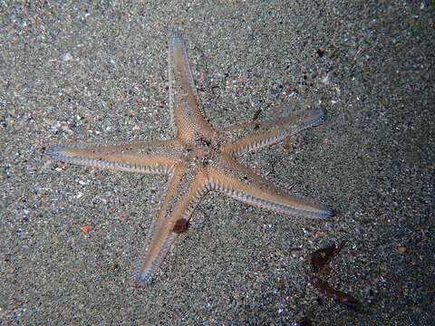 Image of Astropecten platyacanthus (Philippi 1837)